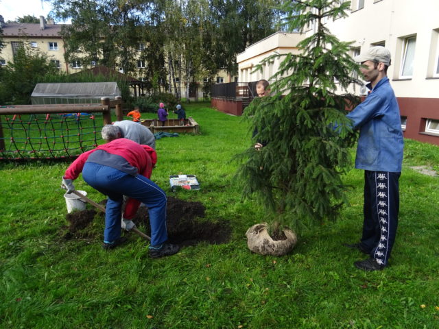 Výsadba okrasných stromů a keřů